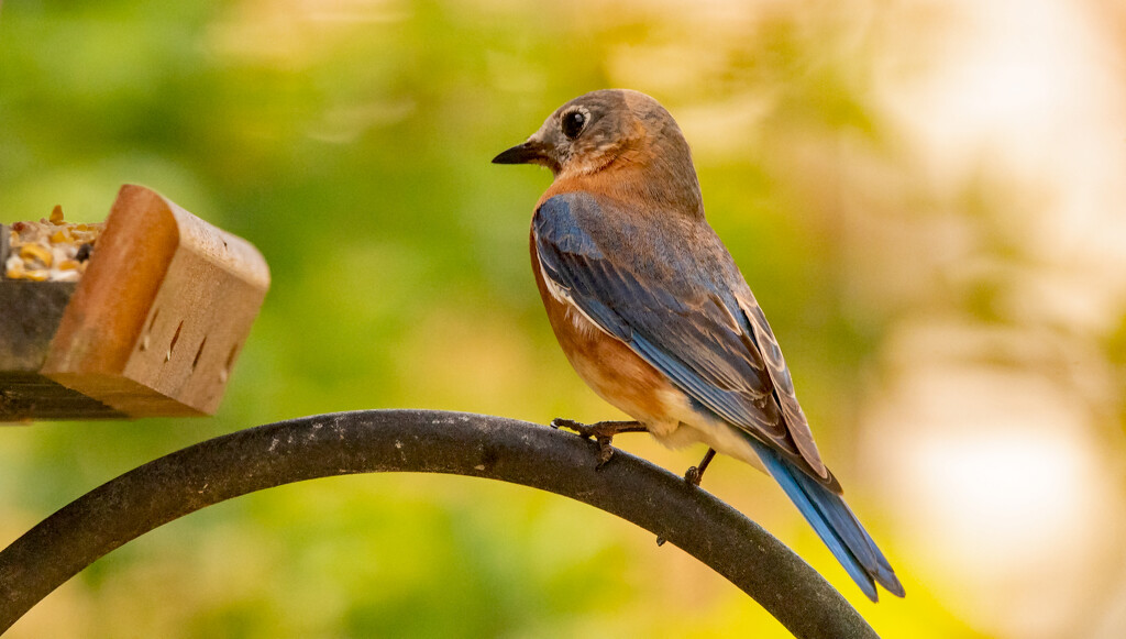 Bluebird on the Feeder! by rickster549