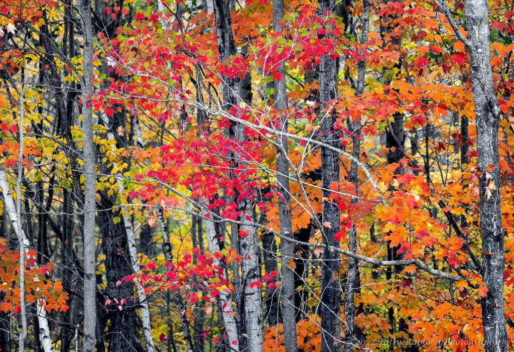 "Color 3" Photo Class: Autumn Trees by taffy