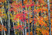 7th Apr 2022 - "Color 3" Photo Class: Autumn Trees