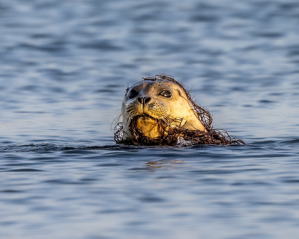 Harbor Seal(or algae monster up from the deep) by nicoleweg