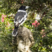 butcher bird by koalagardens