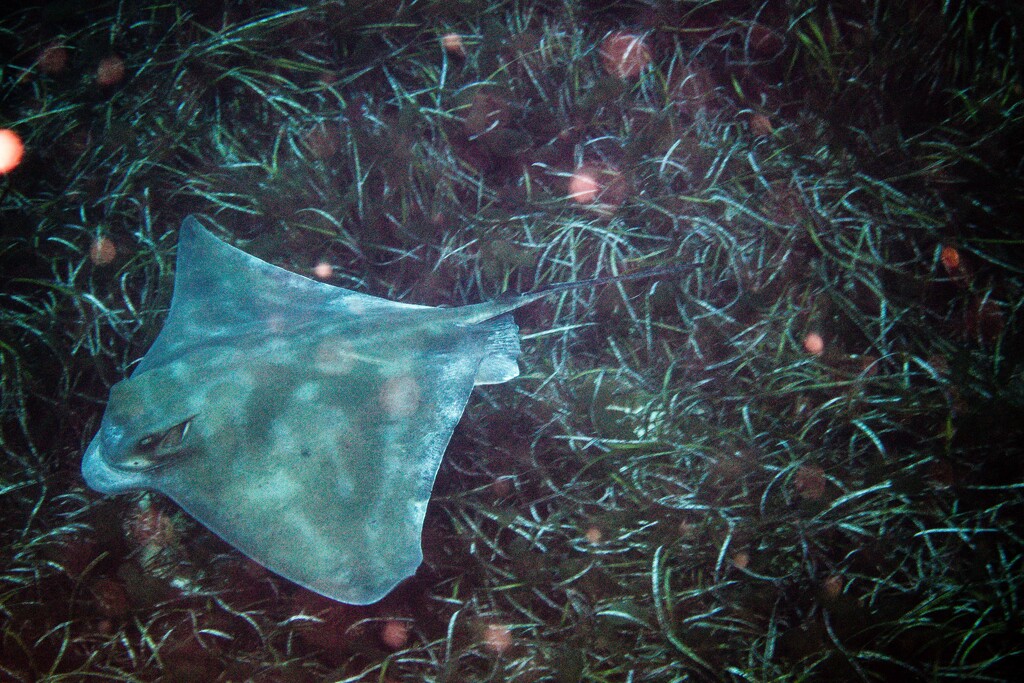 Eagle ray by pusspup