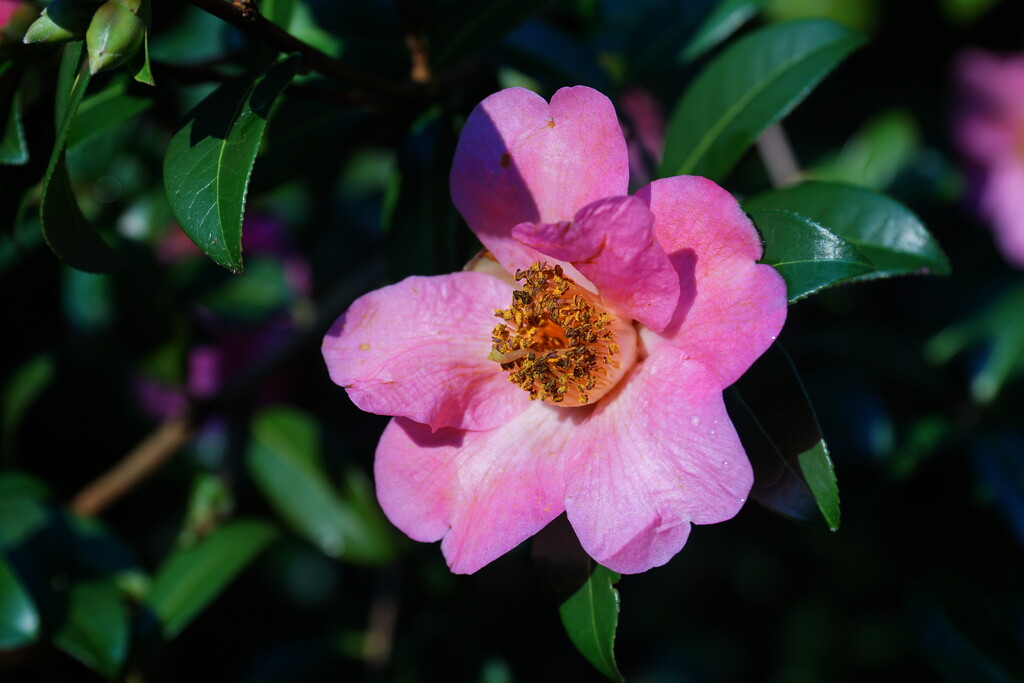 camellia in winter sunshine by quietpurplehaze