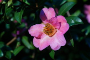 8th Apr 2022 - camellia in winter sunshine