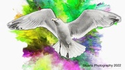 8th Apr 2022 - Seagull in colour explosion 