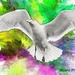 Seagull in colour explosion  by stuart46