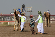 8th Apr 2022 - Catch the camel... 