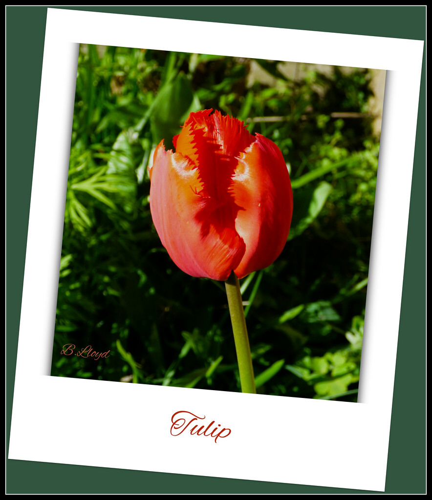 Tulip  by beryl