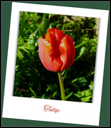 7th Apr 2022 - Tulip 