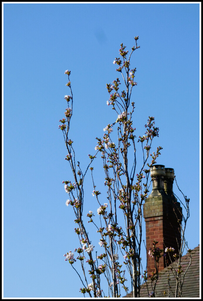 Prunus and a clear blue sky .  by beryl