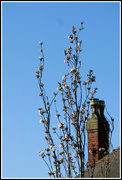 8th Apr 2022 - Prunus and a clear blue sky . 