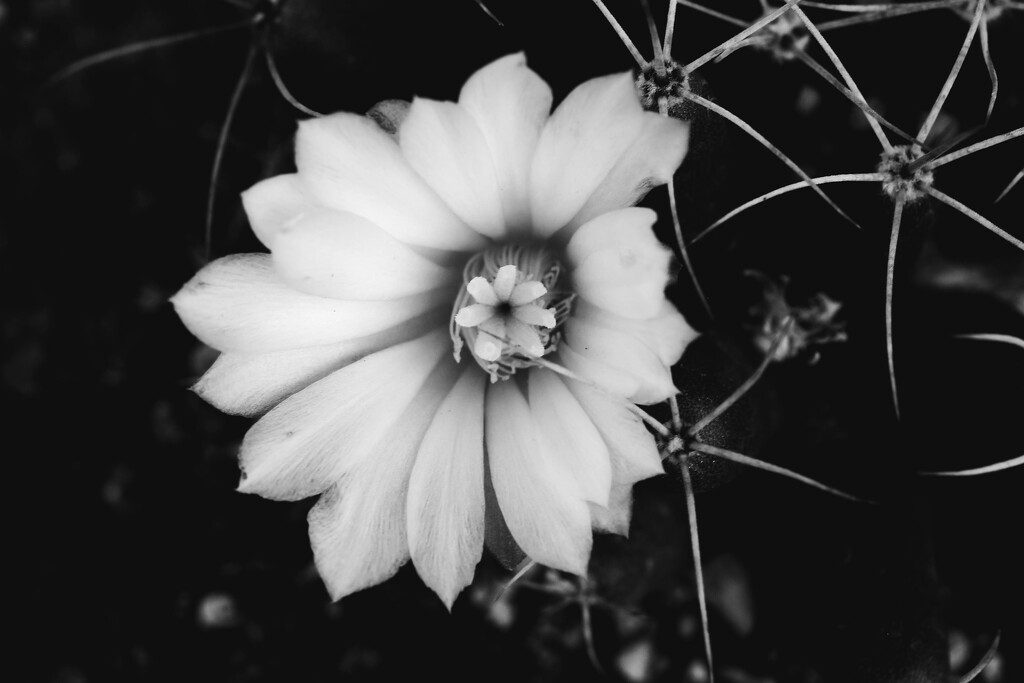 Cactus flower by blueberry1222