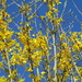A sign of Spring. Forsythia and blue sky. by grace55