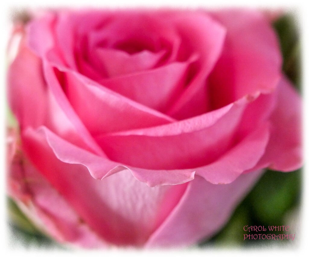 Rose by carolmw