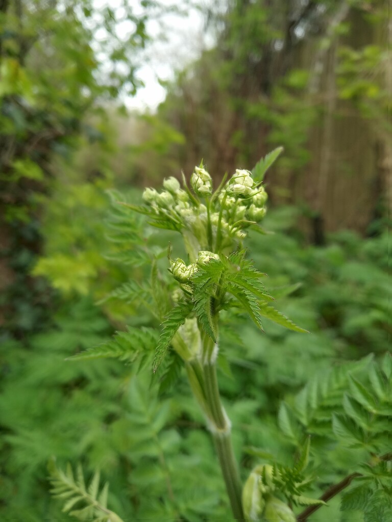 Spring.. cow parsley by 365projectorgjoworboys