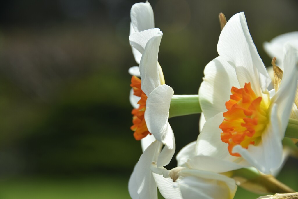 Gorgeous Narcissi by 365anne