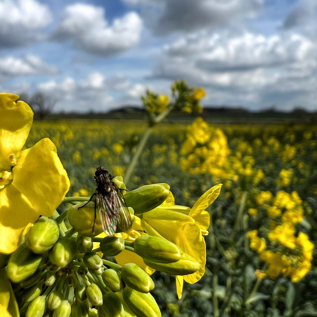 Fly, wasp, bee? by gaillambert