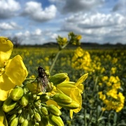 8th Apr 2022 - Fly, wasp, bee?
