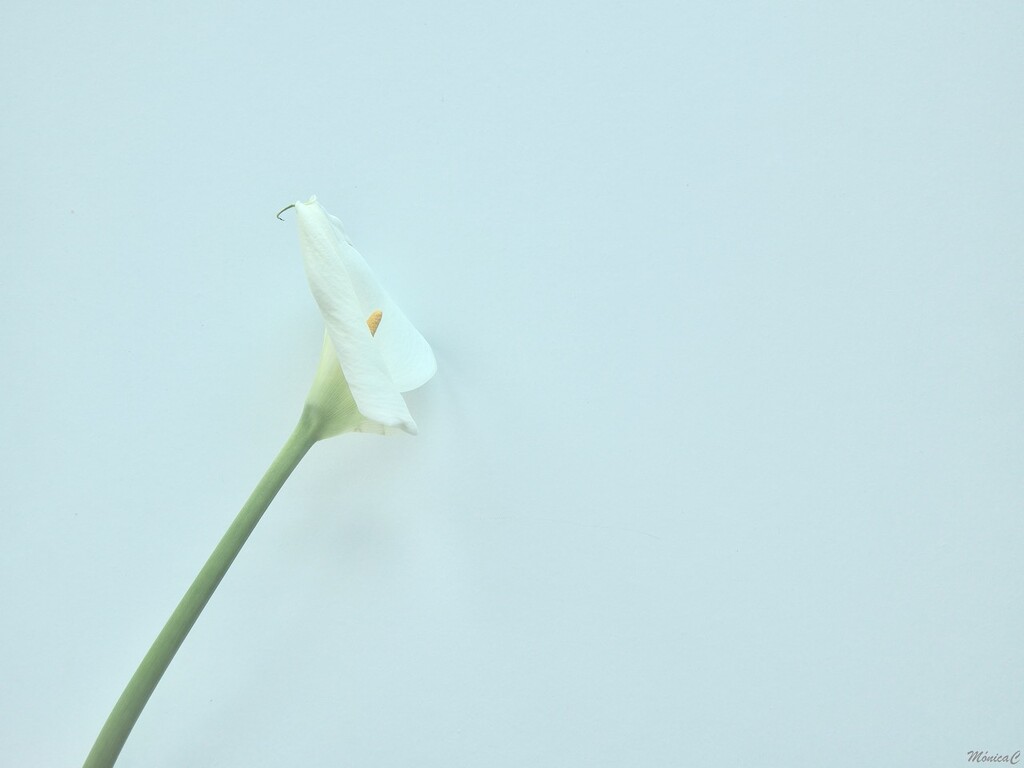 Calla lily by monicac