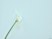 8th Apr 2022 - Calla lily