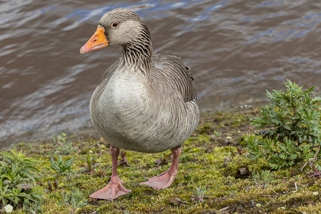 Canadian Goose by lumpiniman