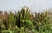28th Mar 2022 - Horsetails. They grow everywhere.