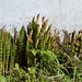 Horsetails. They grow everywhere. by stephomy