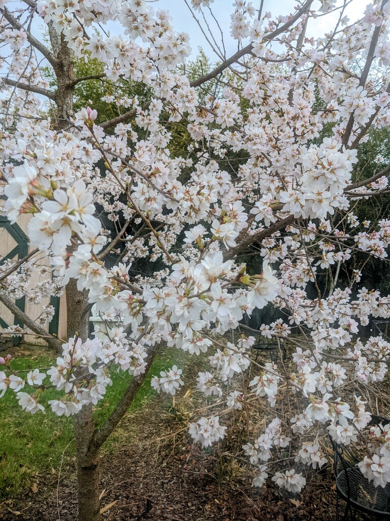 Flowering Tree by photogypsy