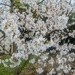 Flowering Tree by photogypsy