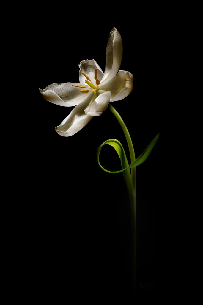 2022-04-08 white tulip by mona65