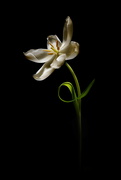 8th Apr 2022 - 2022-04-08 white tulip