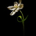 2022-04-08 white tulip by mona65