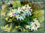 9th Apr 2022 - Forget-me-not 