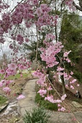 8th Apr 2022 - The Beautiful Weeping Cherry Tree