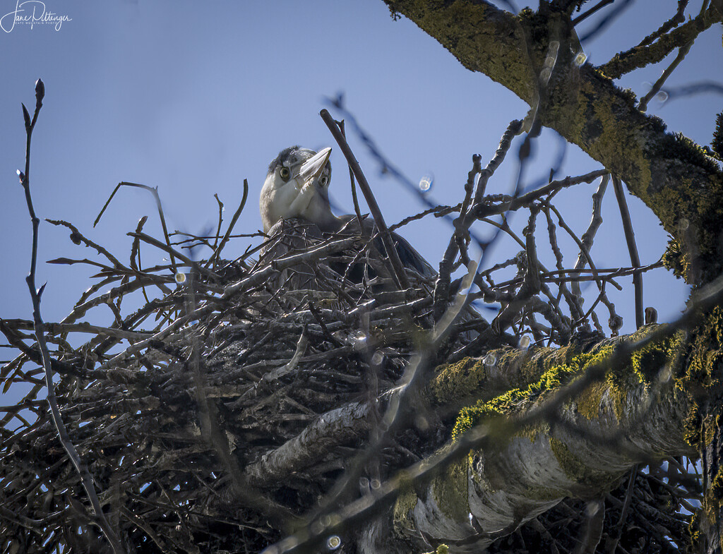 Great Blue Heron Peaking Out of Nest by jgpittenger