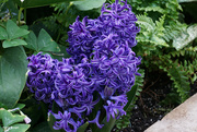 8th Apr 2022 - Blue Hyacinthus