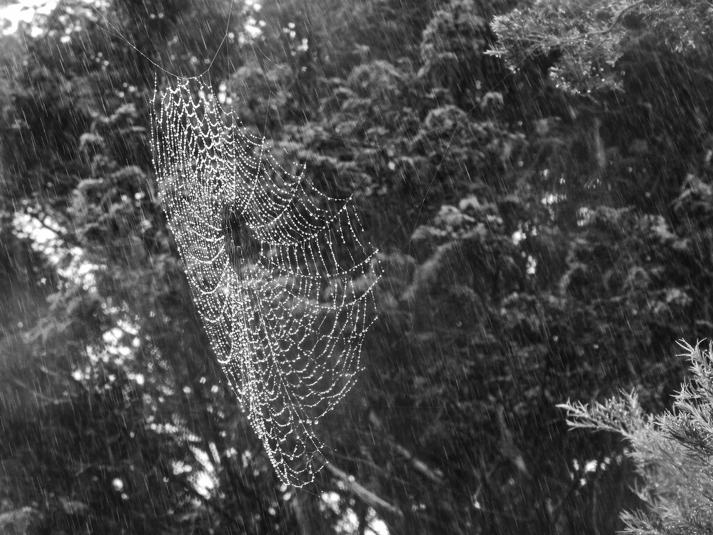 B&W: Spider web in the rain by jeneurell