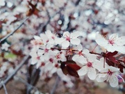 8th Apr 2022 - Never enough blossoms