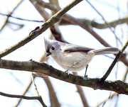 8th Apr 2022 - Tufted Titmouse