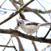 Tufted Titmouse by brotherone