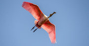 8th Apr 2022 - Roseate Spoonbill Flying Over!