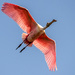 Roseate Spoonbill Flying Over! by rickster549