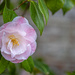 Camellia by lstasel
