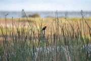 8th Apr 2022 - Red-winged Blackbird