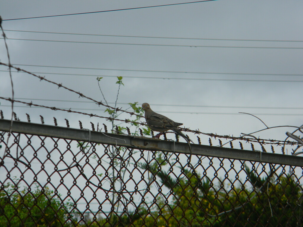 Mourning Dove on Parking Lot Fence  by sfeldphotos
