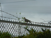 7th Apr 2022 - Mourning Dove on Parking Lot Fence 