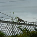 Mourning Dove on Parking Lot Fence  by sfeldphotos