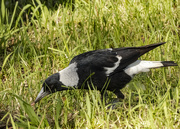 8th Apr 2022 - not much gets past a magpie