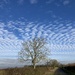 Mackerel skies  by sianharrison