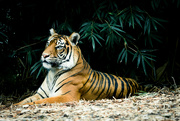 9th Apr 2022 - Tiger